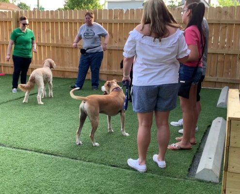 All Paws Retreat